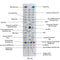 Waldent Remote For Intraoral Camera - Ergo & PMS Model