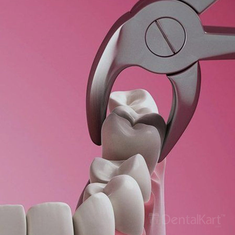 Waldent Tooth Extraction Forcep