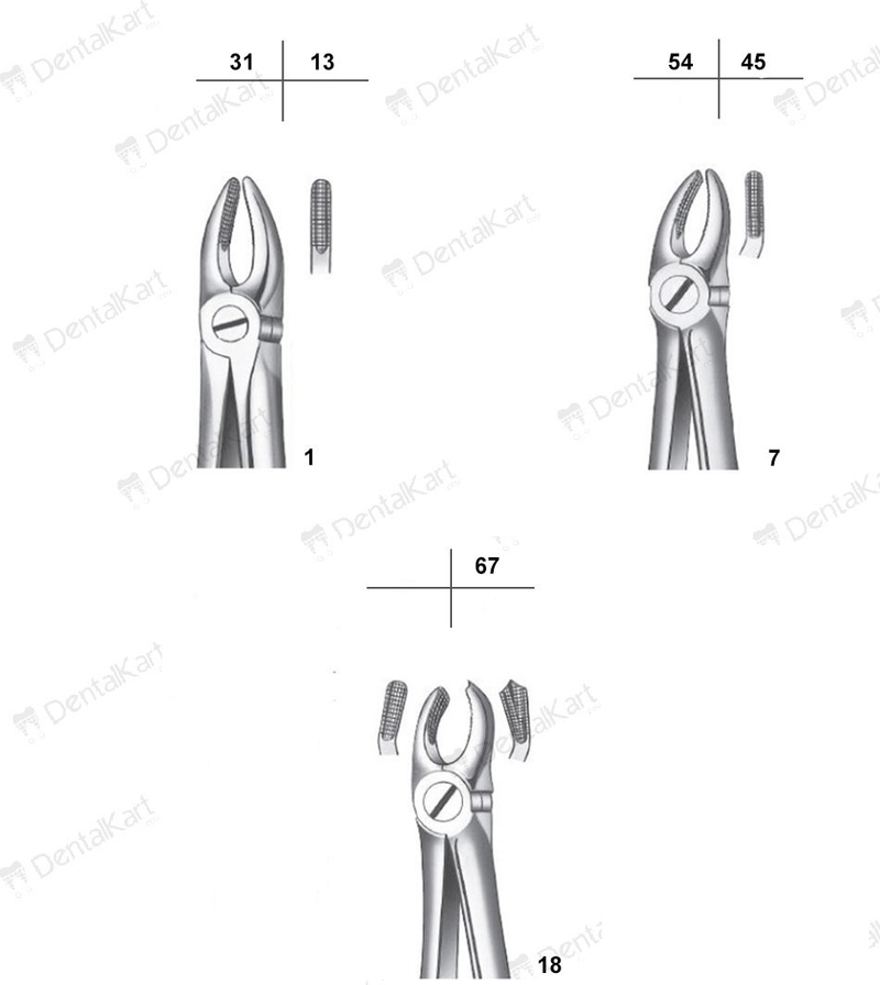 Waldent Tooth Extraction Forcep
