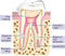 Waldent Endolife MTA (One Treatment Kit)